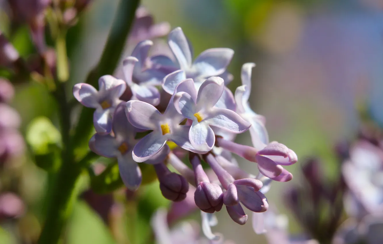 Photo wallpaper spring, lilac, blooming