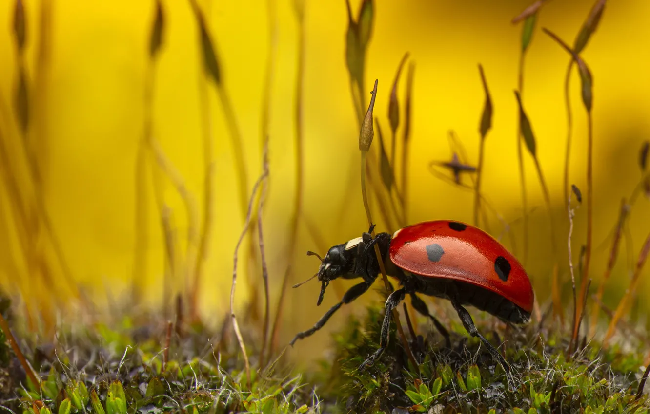 Photo wallpaper macro, nature, ladybug, moss, beetle, yellow background, stems, bokeh