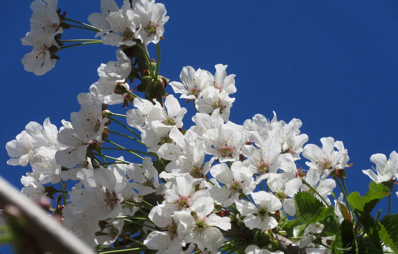 Photo wallpaper the sky, flowers, cherry, spring 2018, Mamala ©