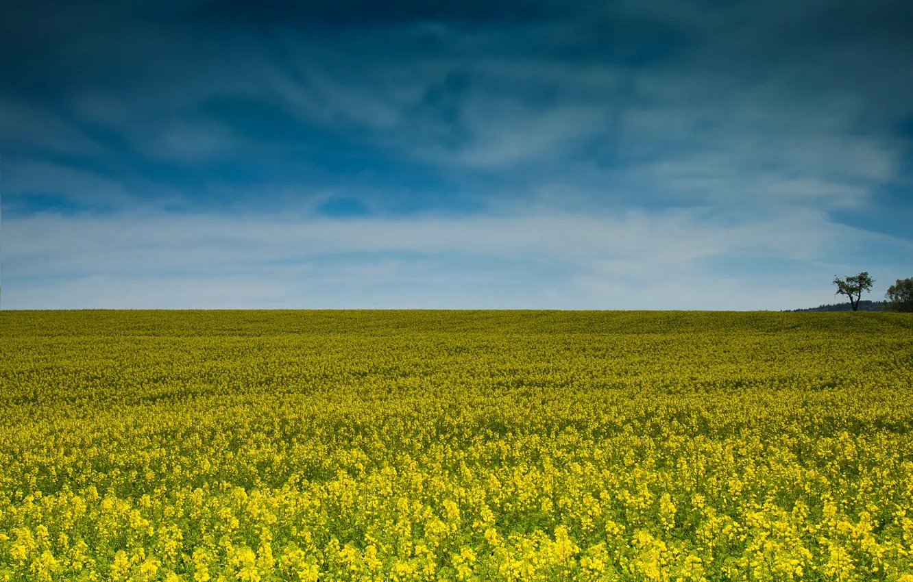 Photo wallpaper field, the sky, horizon