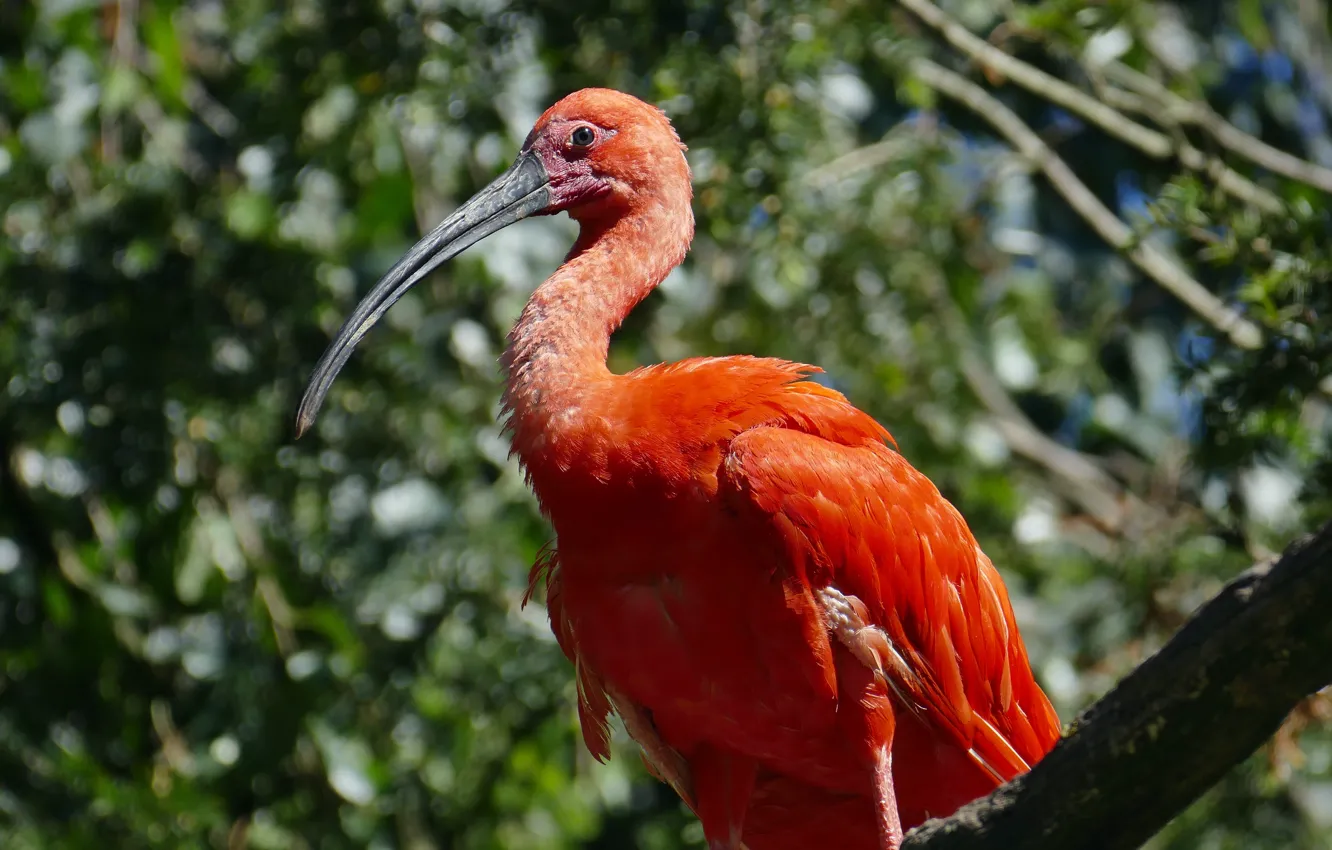 Photo wallpaper animal, bird, feathers, beak, Red ibis