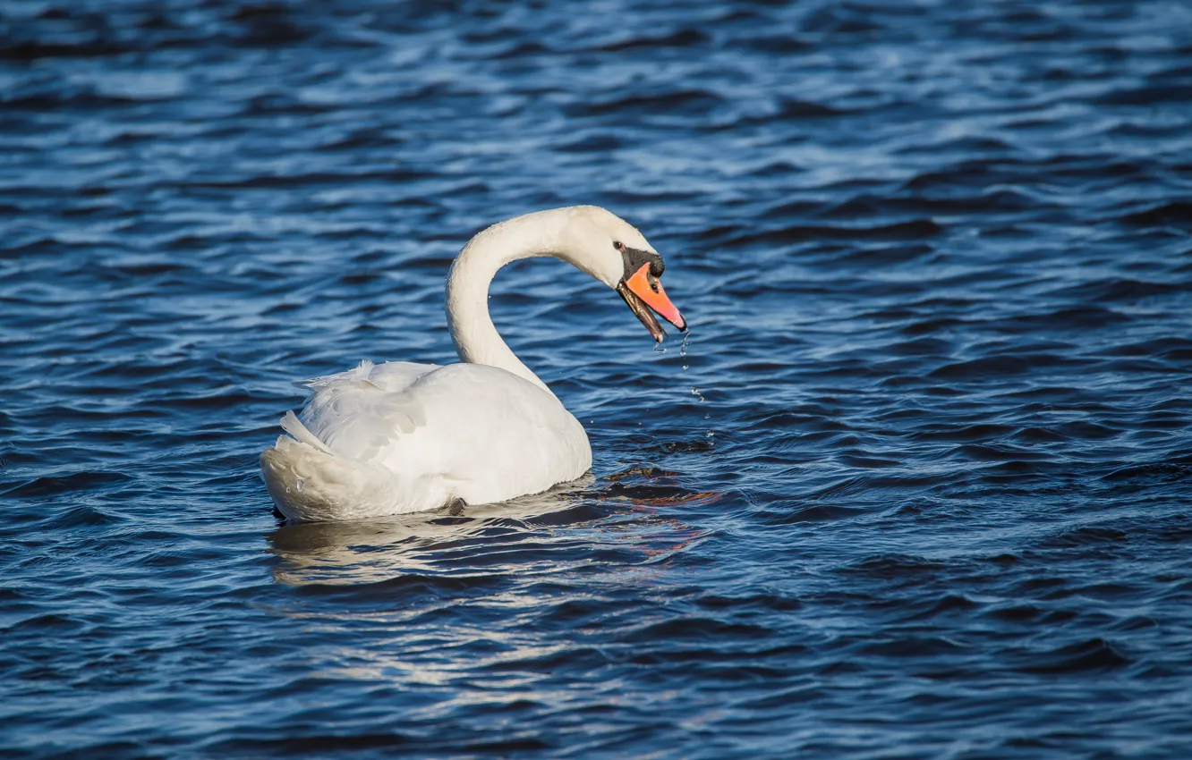 Photo wallpaper look, river, bird, swans