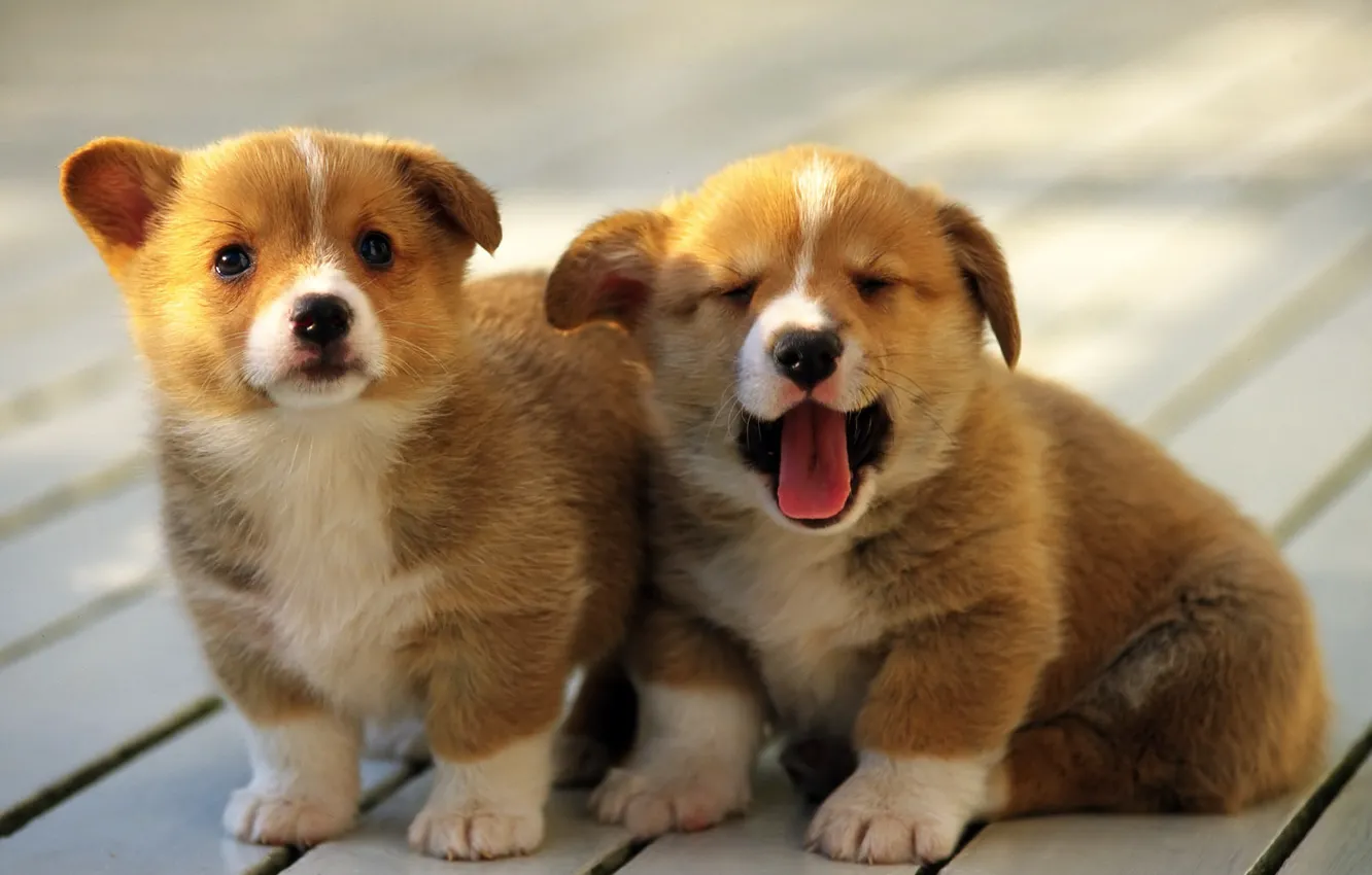 Photo wallpaper dog, puppies, breed