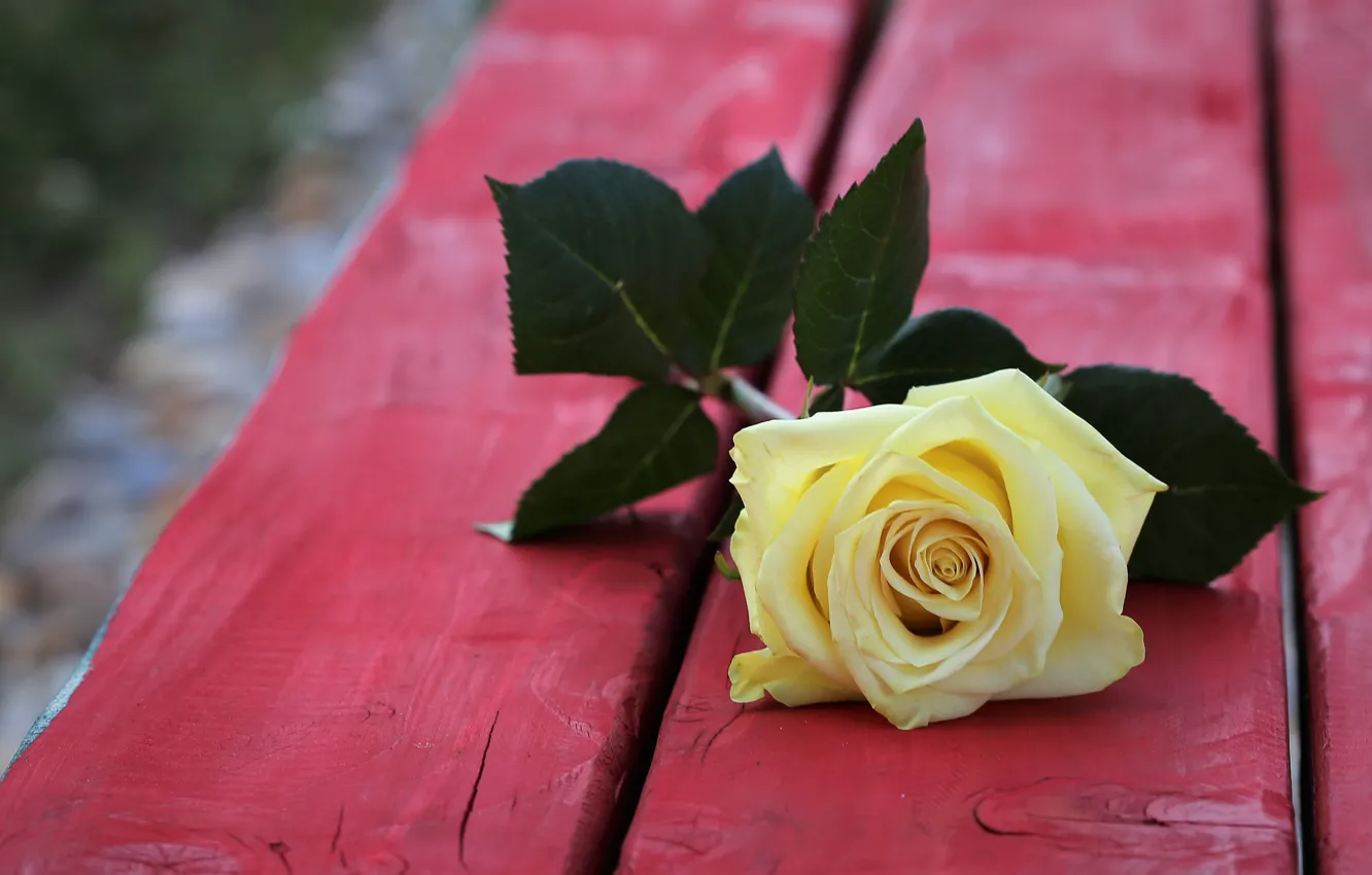 Photo wallpaper flowers, bench, yellow, roses, shop