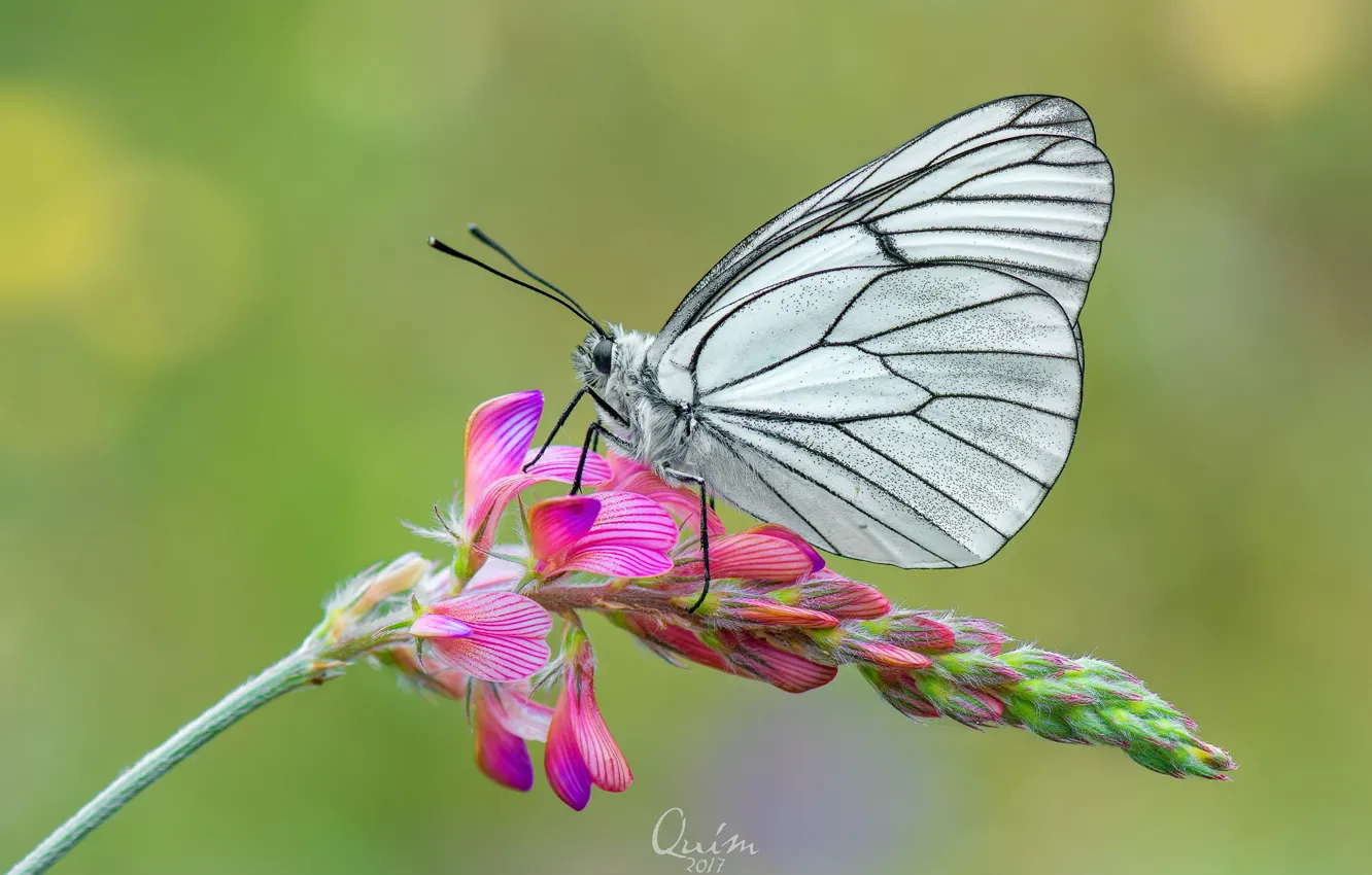 Photo wallpaper macro, flowers, butterfly, the aporia Crataegi