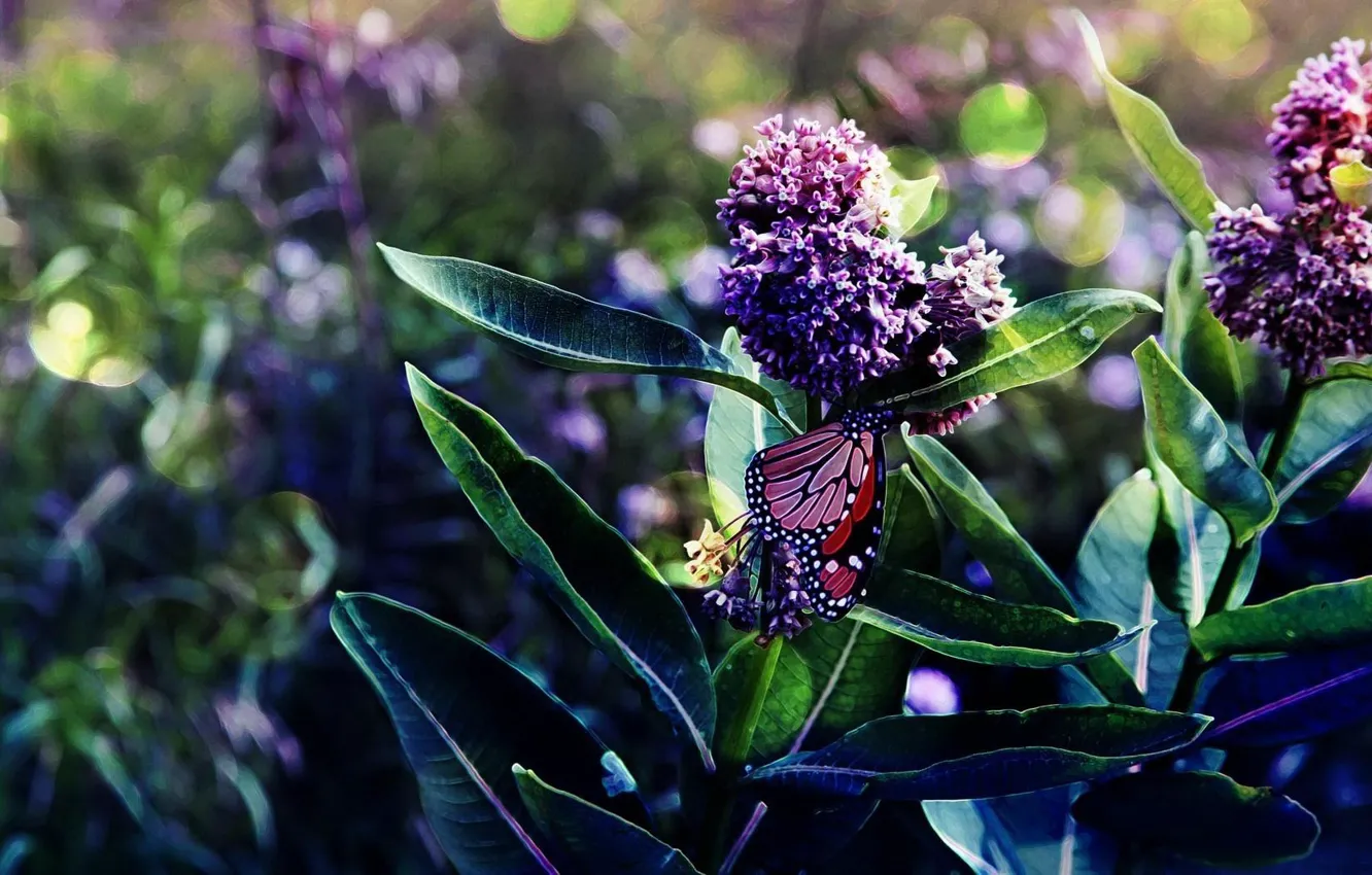 Photo wallpaper leaves, branches, butterfly, flowering, lilac