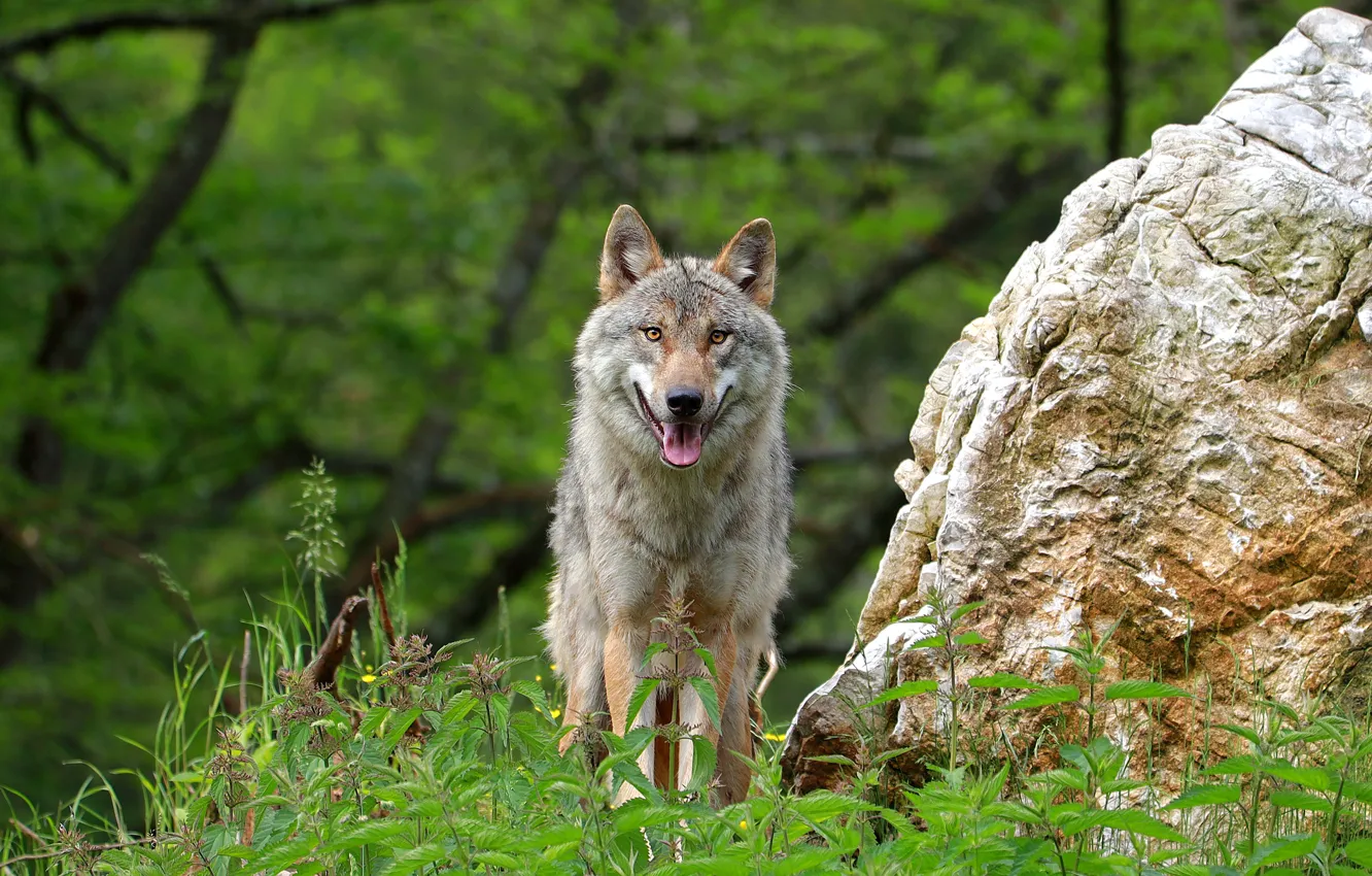 Photo wallpaper forest, language, look, face, nature, stones, grey, wolf