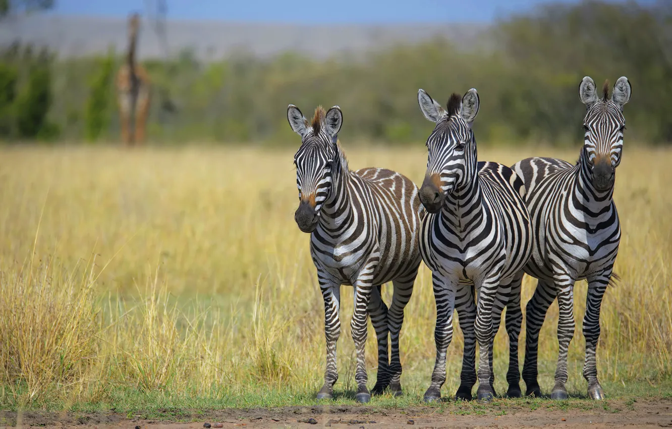 Photo wallpaper field, grass, Zebra, trio, Trinity, three zebras