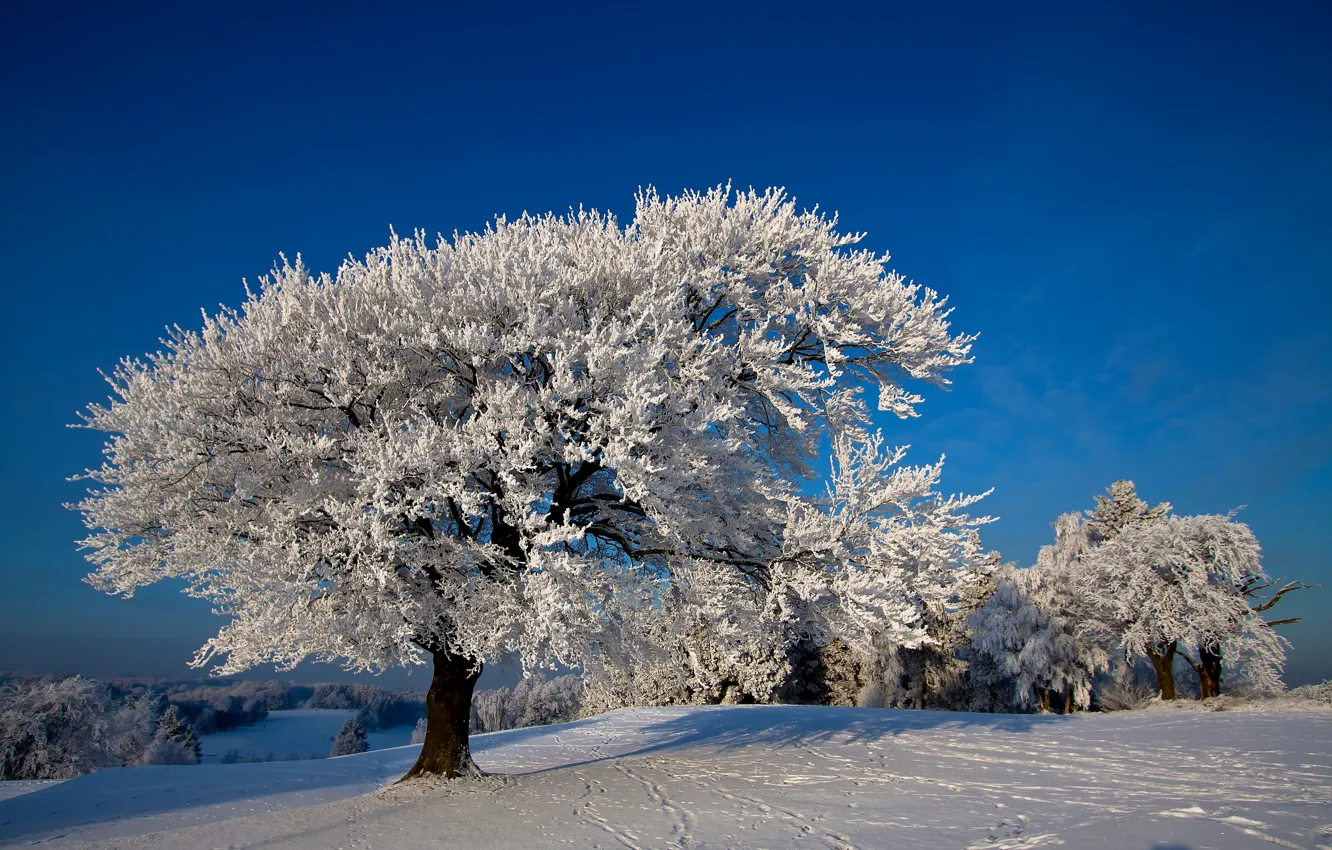 Photo wallpaper photo, Nature, Winter, Trees, Snow