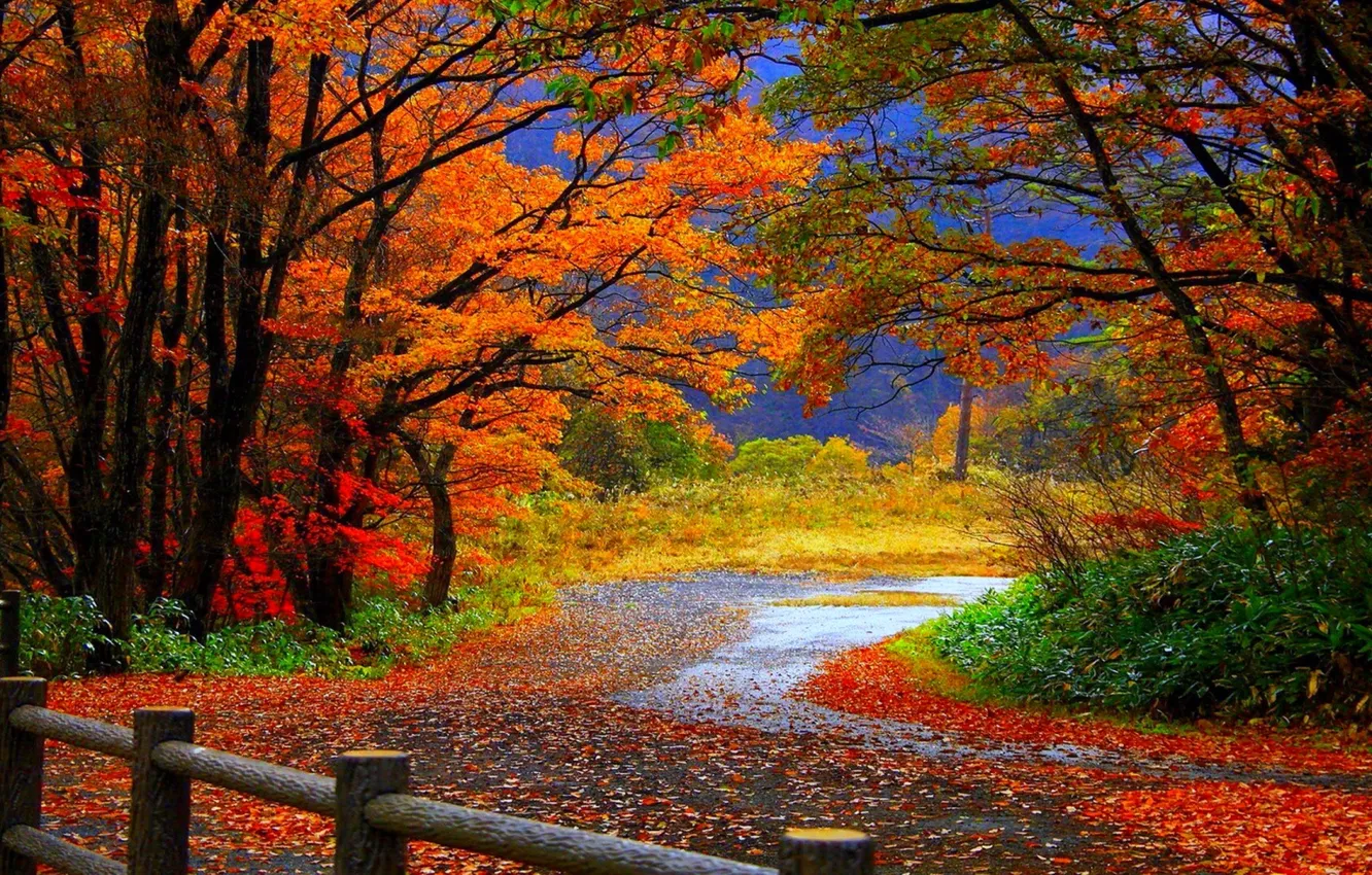 Photo wallpaper autumn, leaves, fall, foliage