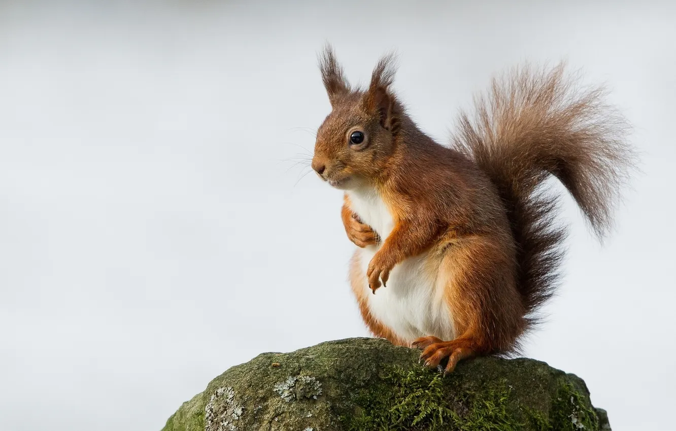 Photo wallpaper stones, protein, red