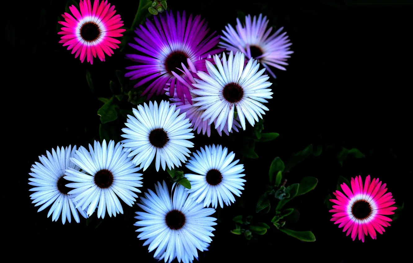 Photo wallpaper macro, nature, background, petals