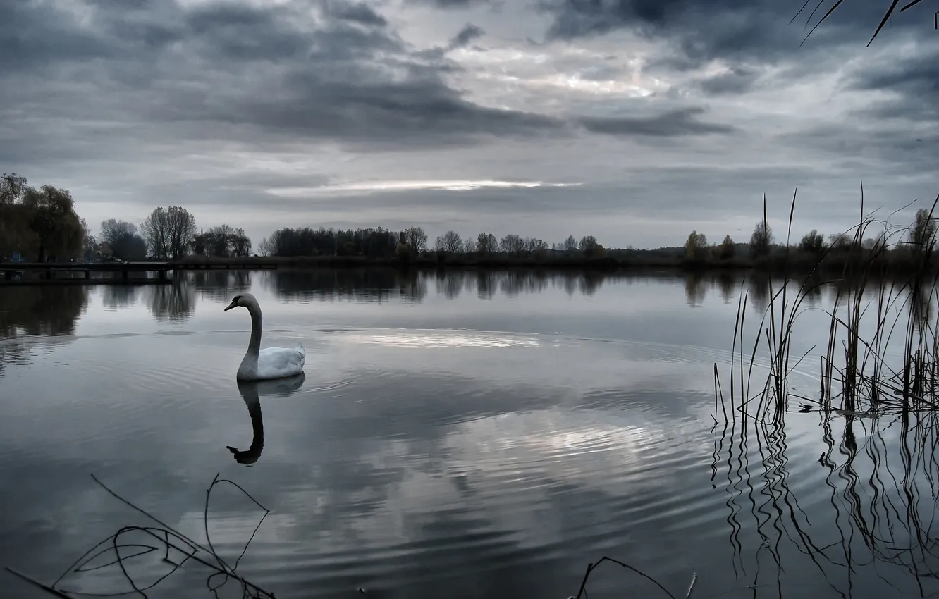 Photo wallpaper grass, clouds, lake, reflection, bad weather, swans