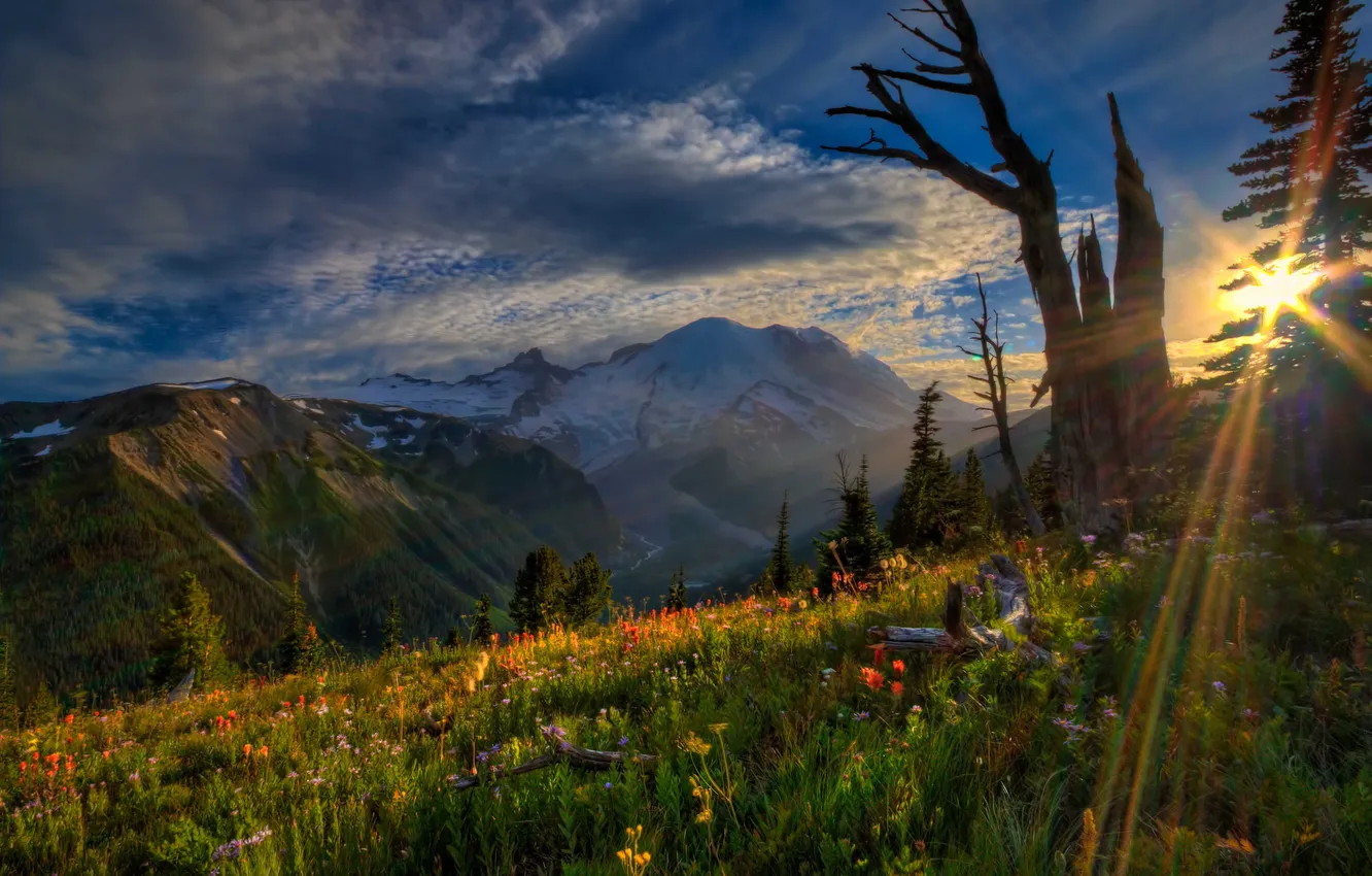 Photo wallpaper sunset, flowers, mountains, Mount Rainier National Park