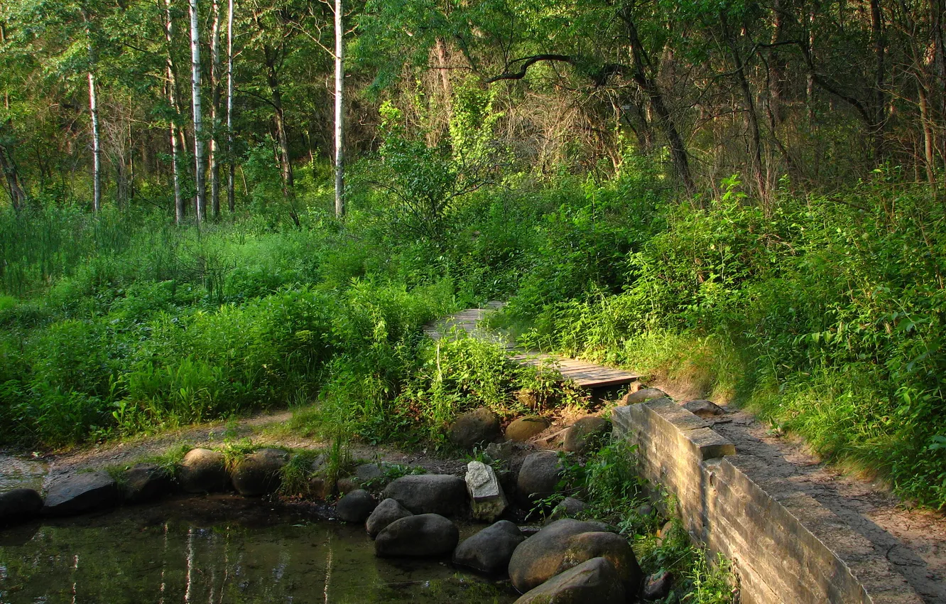 Photo wallpaper forest, water, trees, pond, Park, stones, path