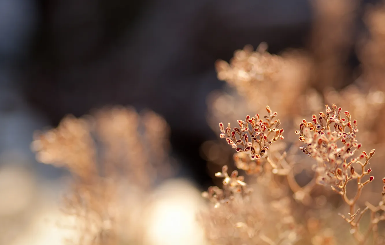 Photo wallpaper grass, nature, background, Wallpaper, plant, bokeh