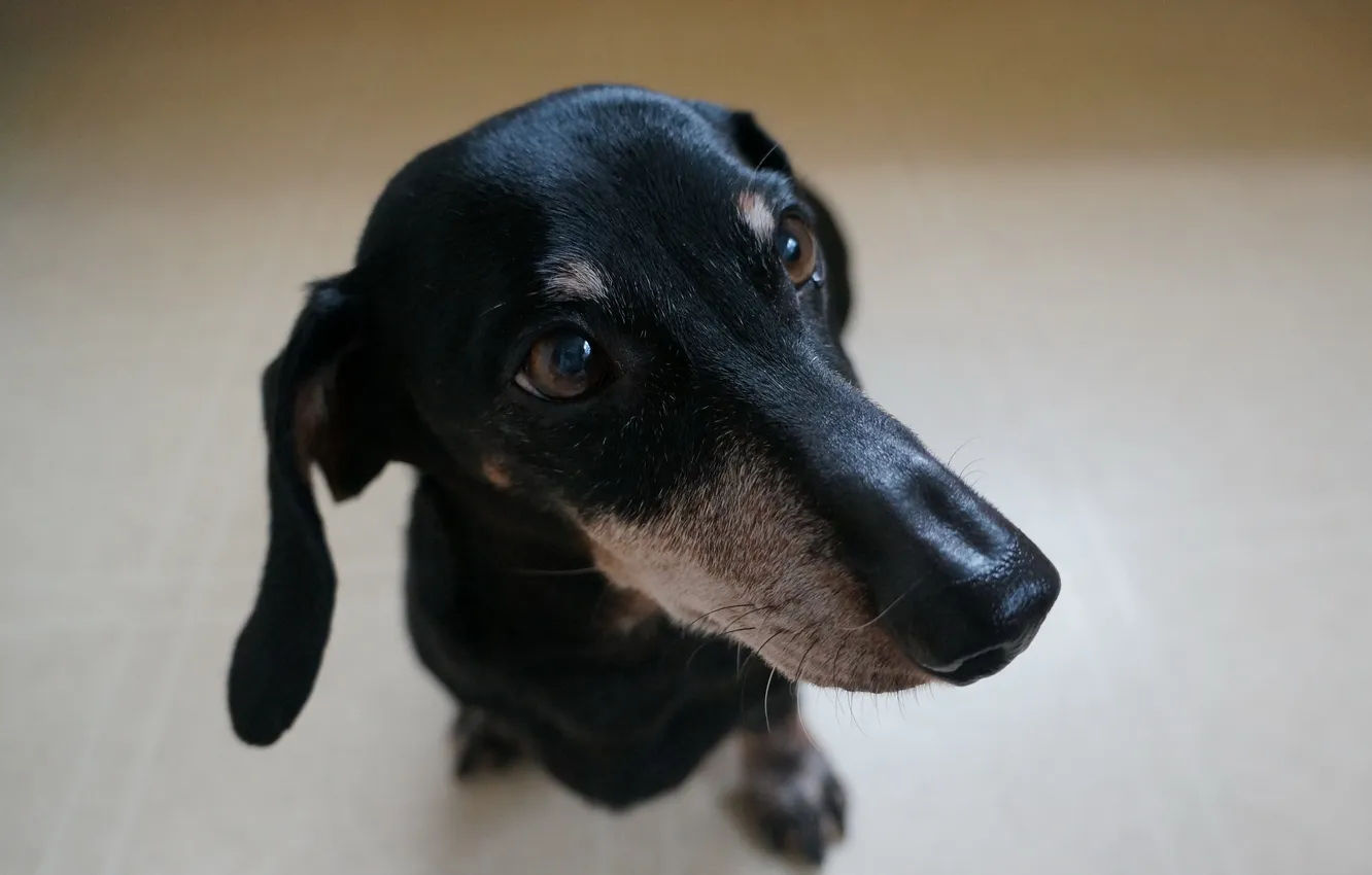 Photo wallpaper look, each, dog