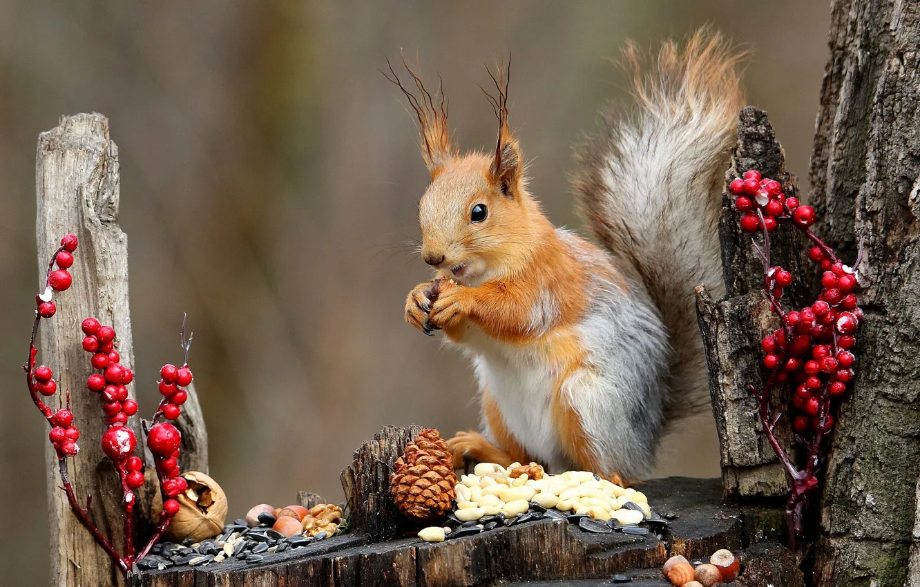 Photo wallpaper autumn, trees, branches, nature, pose, berries, background, stump