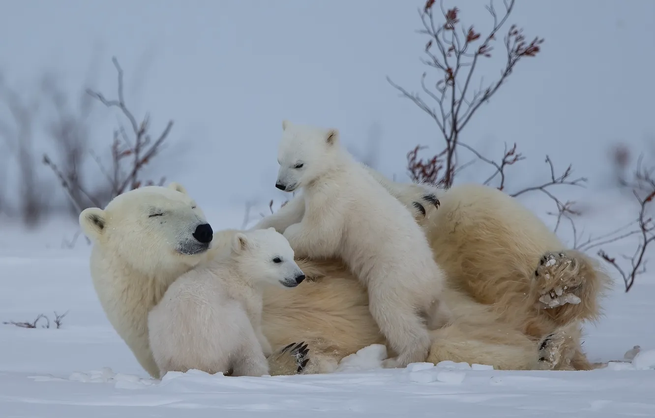 Photo wallpaper winter, nature, polar bears
