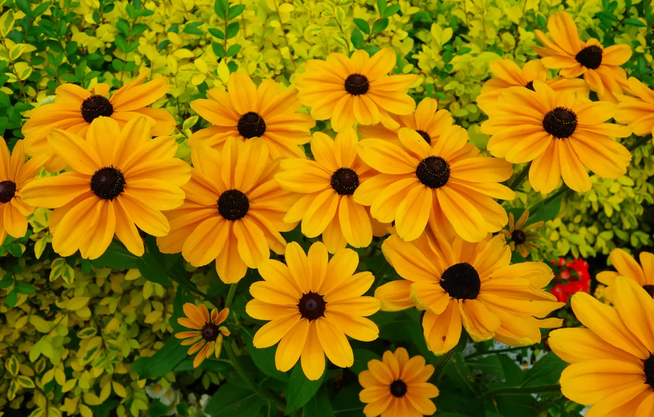 Photo wallpaper orange, France, Buds, yellow