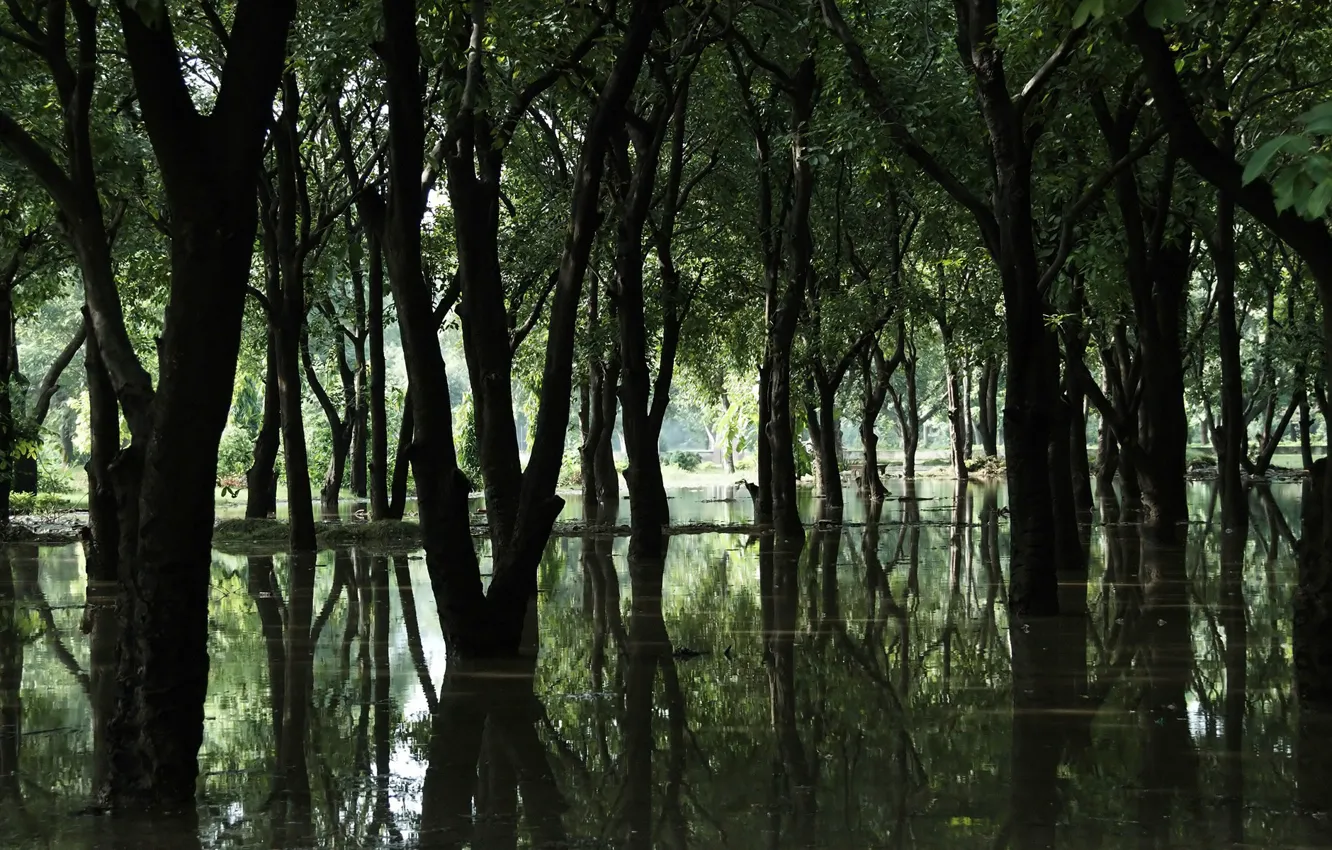 Photo wallpaper forest, water, trees, swamp