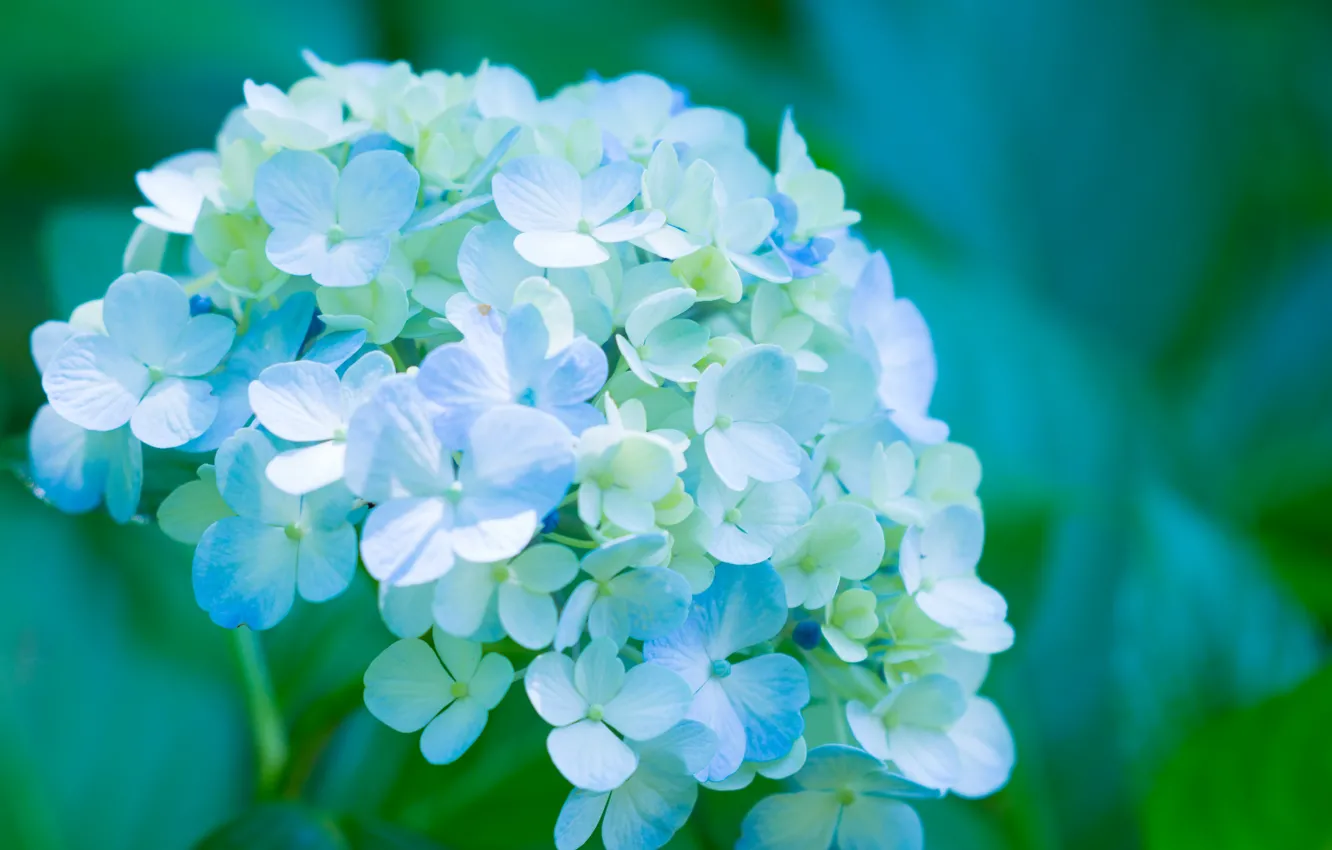Photo wallpaper petals, flowers, blue, hydrangea, splendor