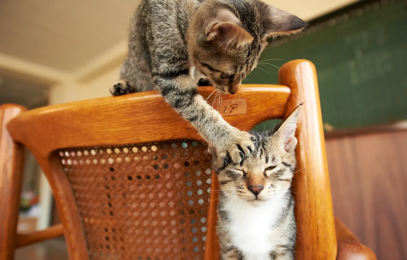 Photo wallpaper cats, the game, paw, chair