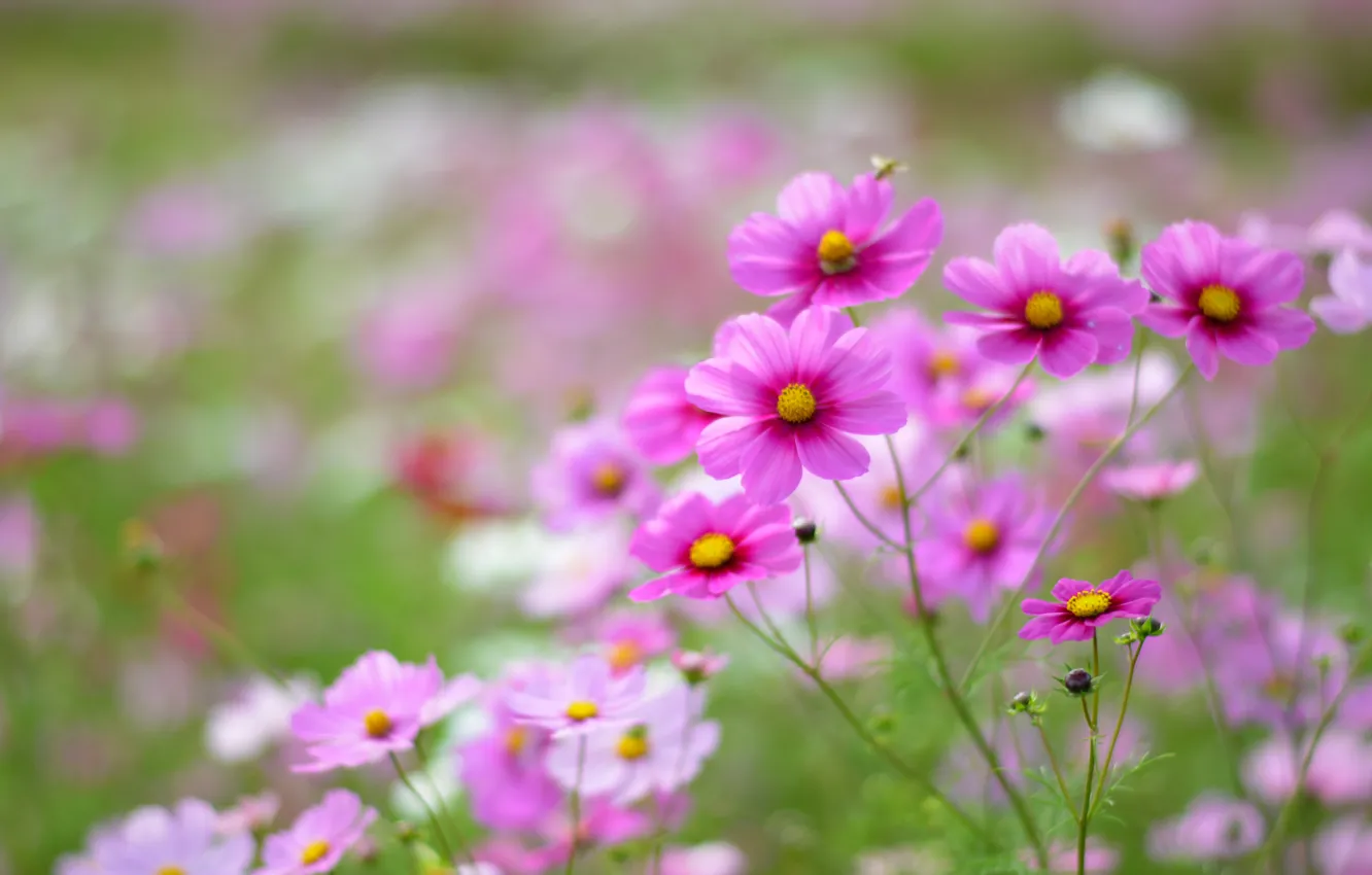 Photo wallpaper field, macro, flowers, petals, blur, pink, white, Kosmeya