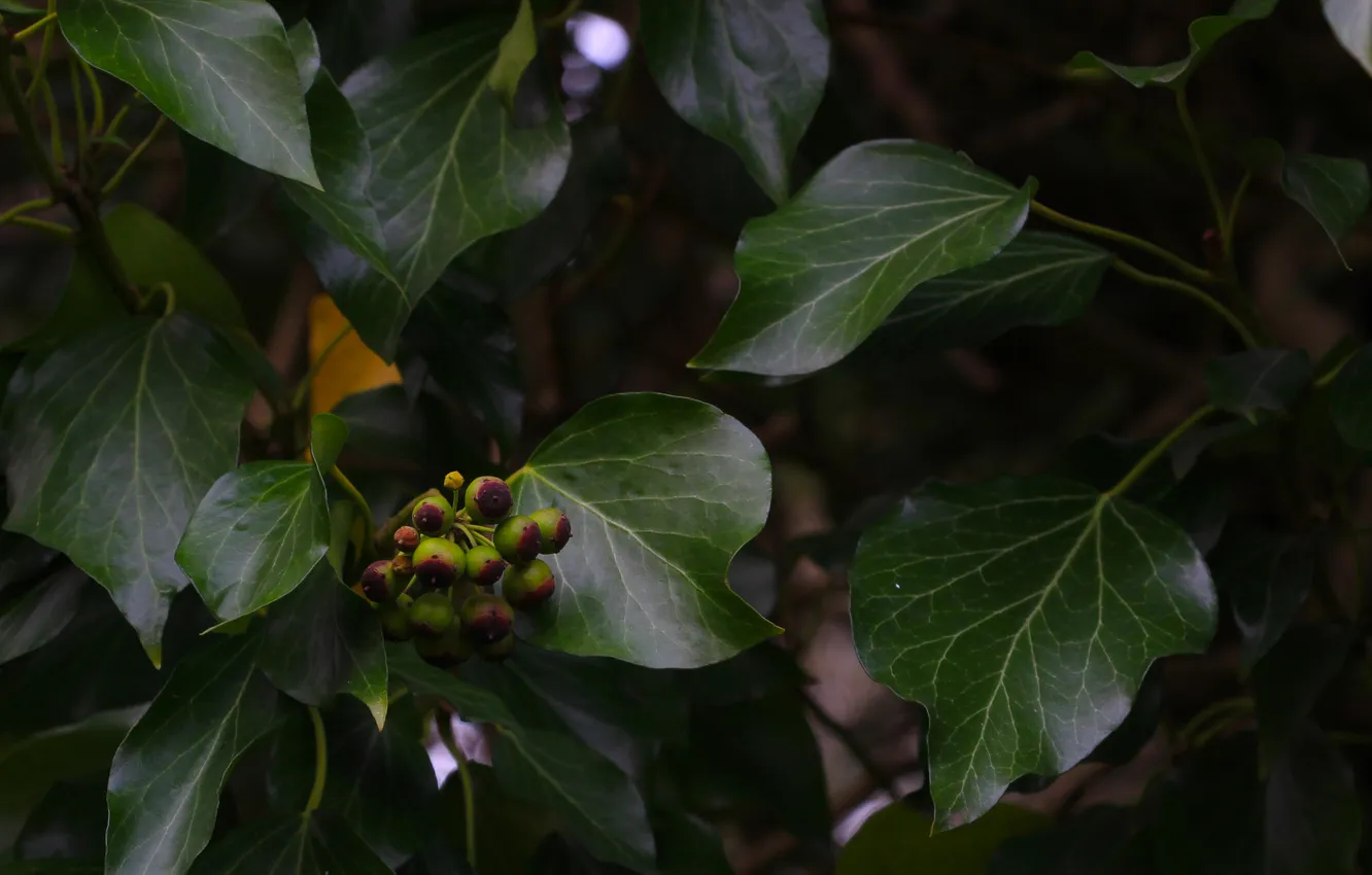 Photo wallpaper dark, leaf, plant