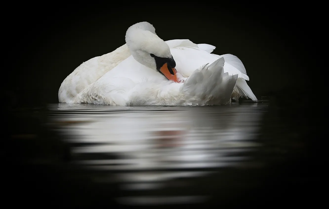 Photo wallpaper reflection, bird, Swan