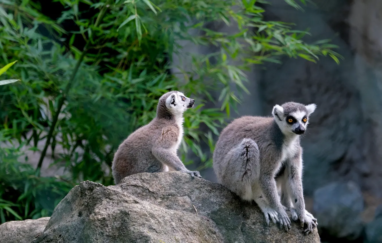 Photo wallpaper leaves, nature, stones, two, pair, lemur