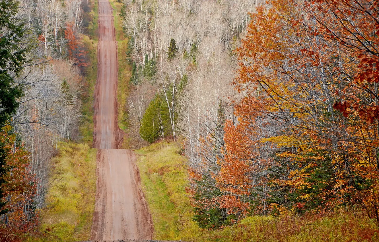 Photo wallpaper road, autumn, forest