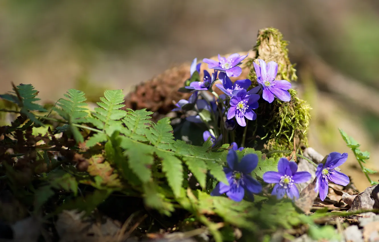 Photo wallpaper forest, flowers, fern, Pechenocna