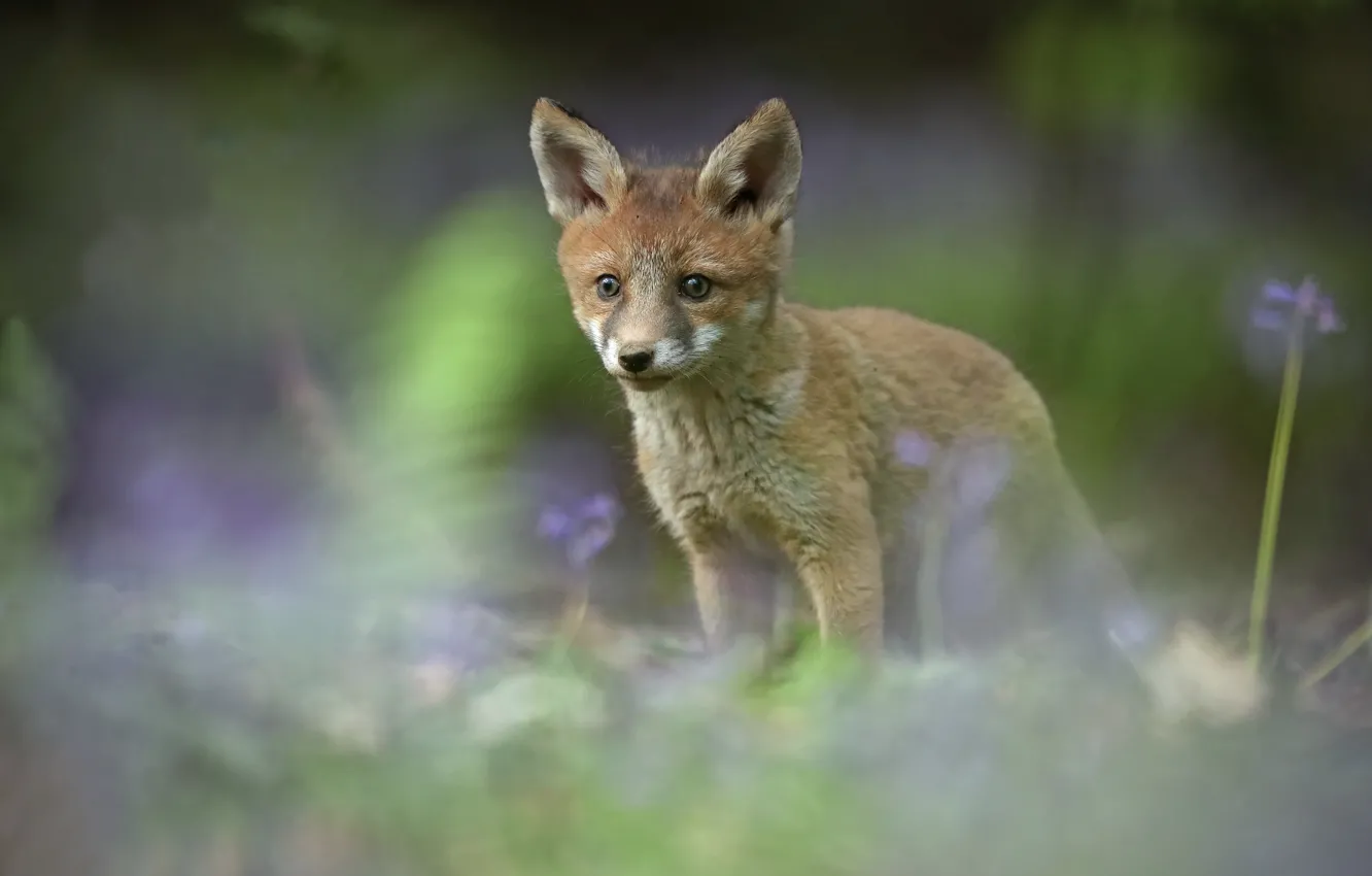 Photo wallpaper blur, Fox, cub, Fox