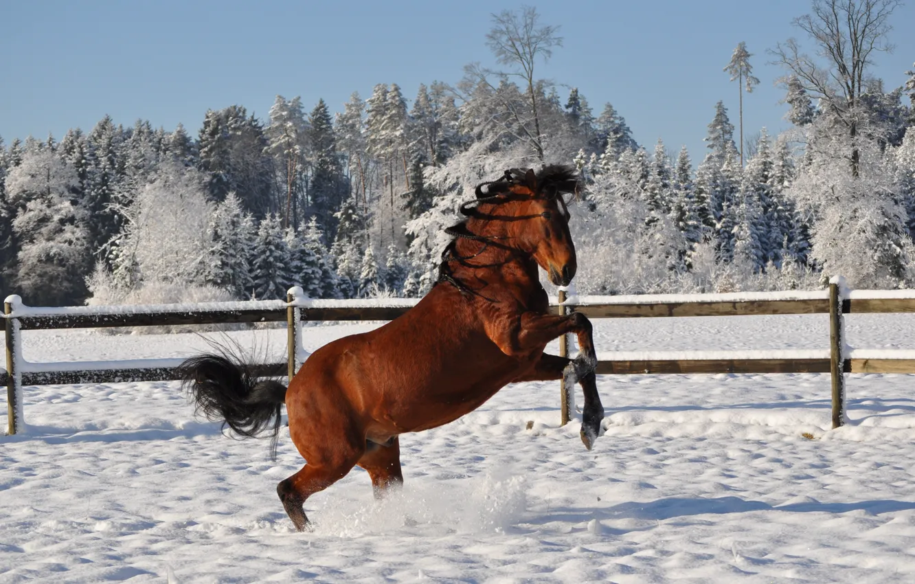 Photo wallpaper winter, snow, horse, horse, hairstyle, mane, braids, reared