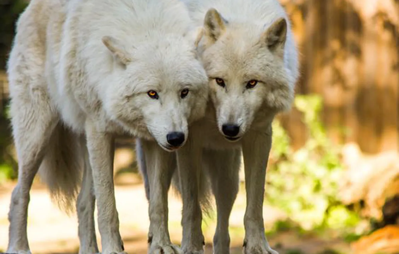 Photo wallpaper Predator, nature, animal, wolf, wildlife, portrait, portrait., Canis lupus. face