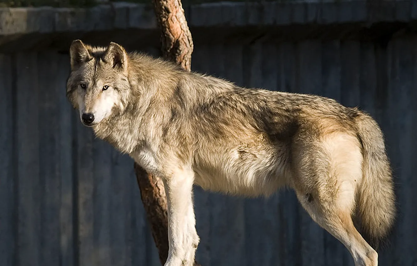 Photo wallpaper Predator, nature, animal, wolf, canis lupus, wildlife, portrait.