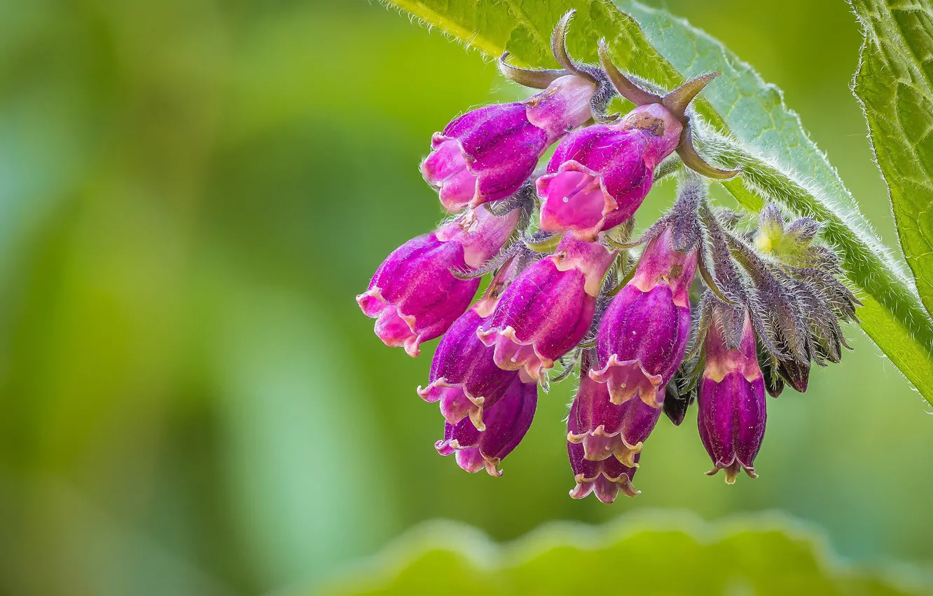 Photo wallpaper macro, Comfrey, Larkspur