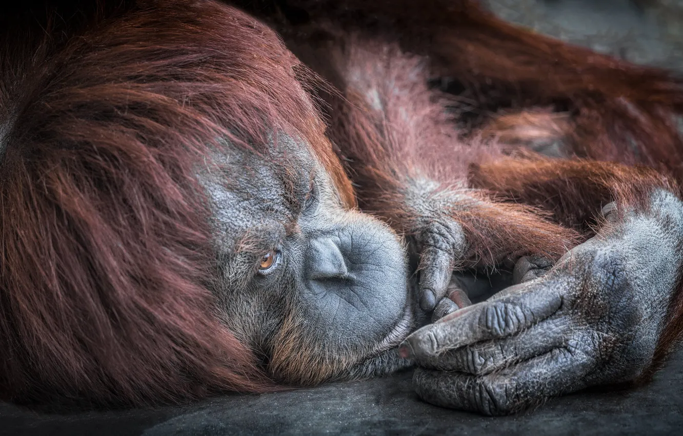 Photo wallpaper background, monkey, orangutan