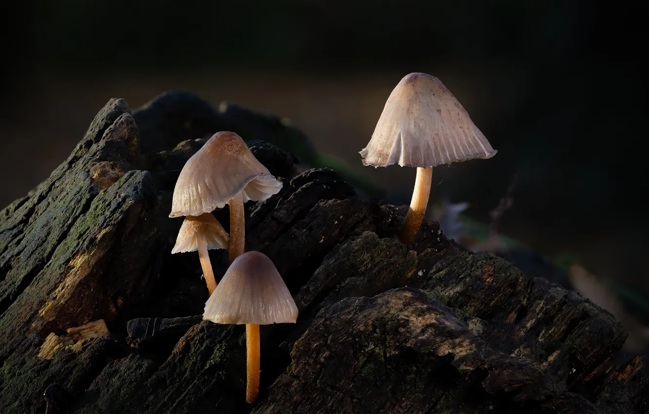 Photo wallpaper mushrooms, stump, closeup