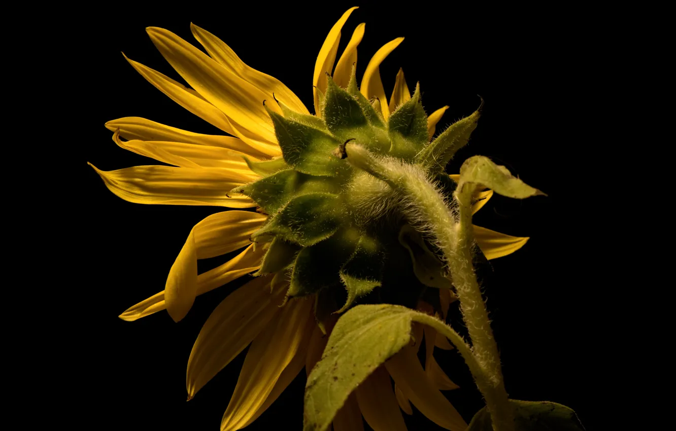 Photo wallpaper nature, background, sunflower