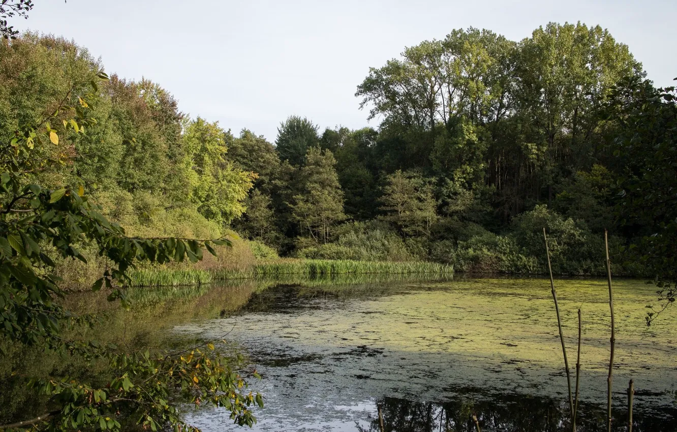 Photo wallpaper trees, landscape, nature, lake
