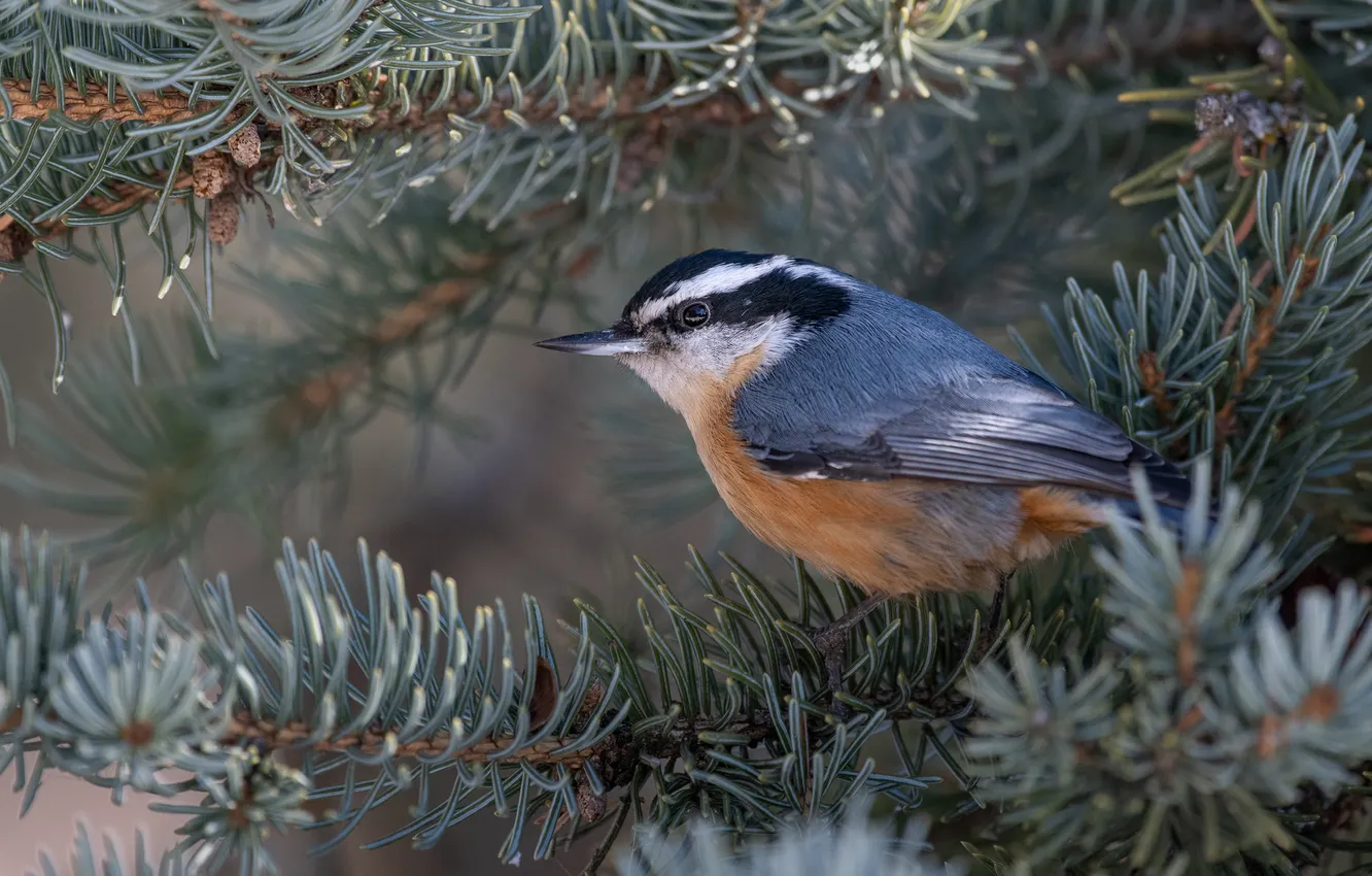 Photo wallpaper look, branches, grey, bird, needles, nuthatch