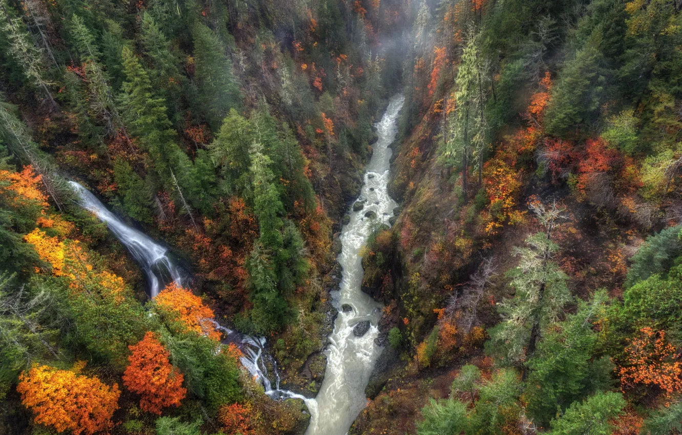Photo wallpaper autumn, forest, fog, river