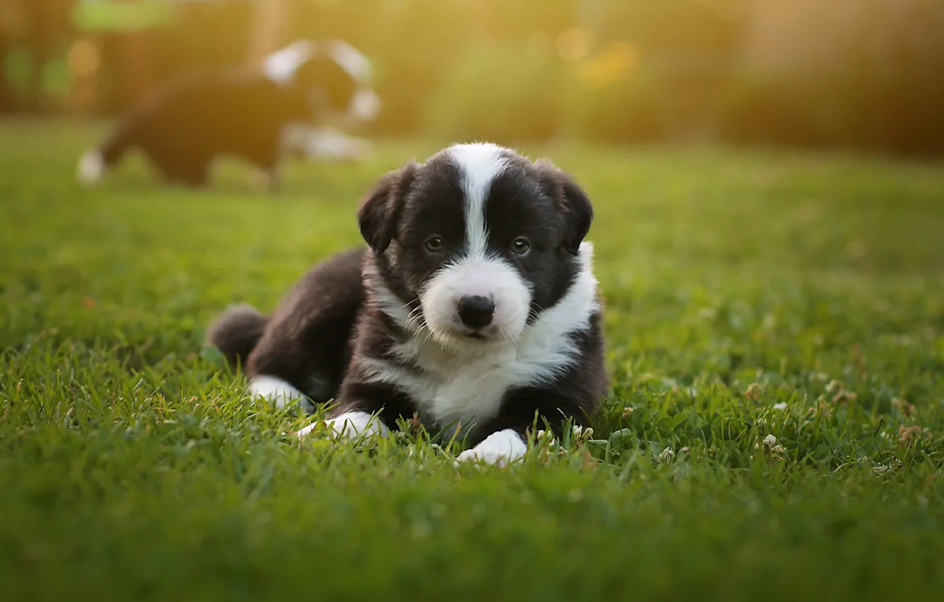 Photo wallpaper grass, look, nature, sweetheart, glade, dog, baby, puppy