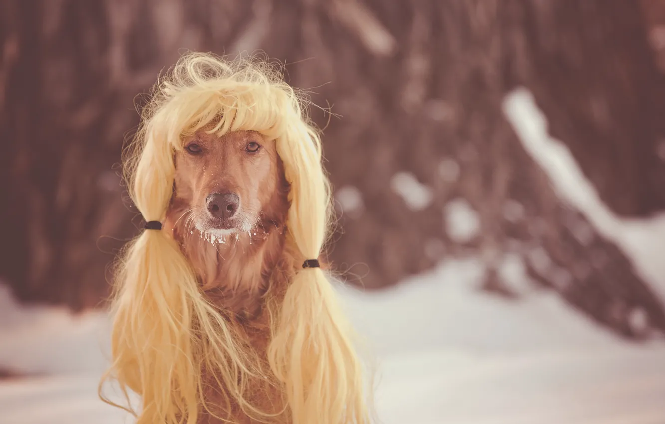 Photo wallpaper look, each, dog, wig