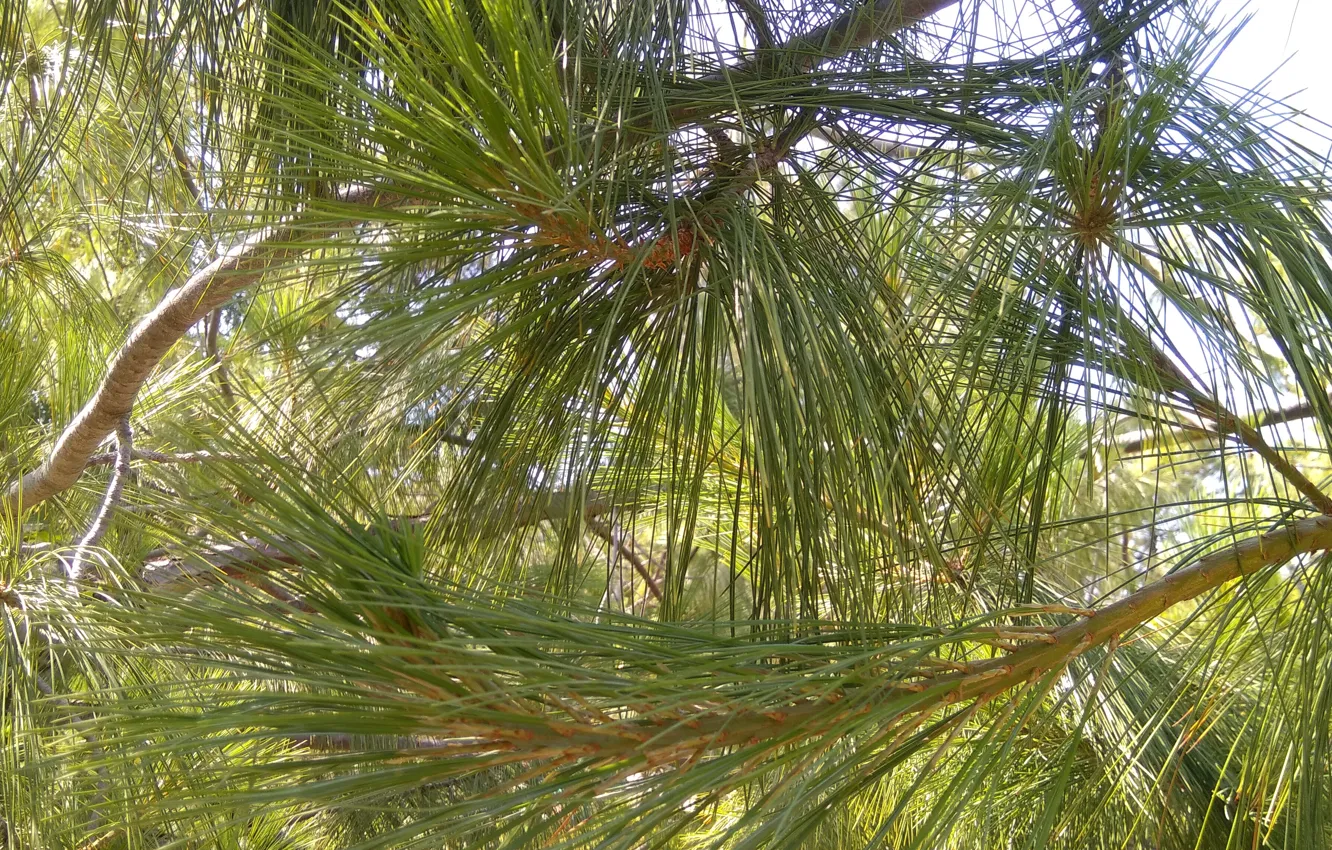 Photo wallpaper greens, needles, pine, pine branch, needles, pine needles, green needles, greenery of trees