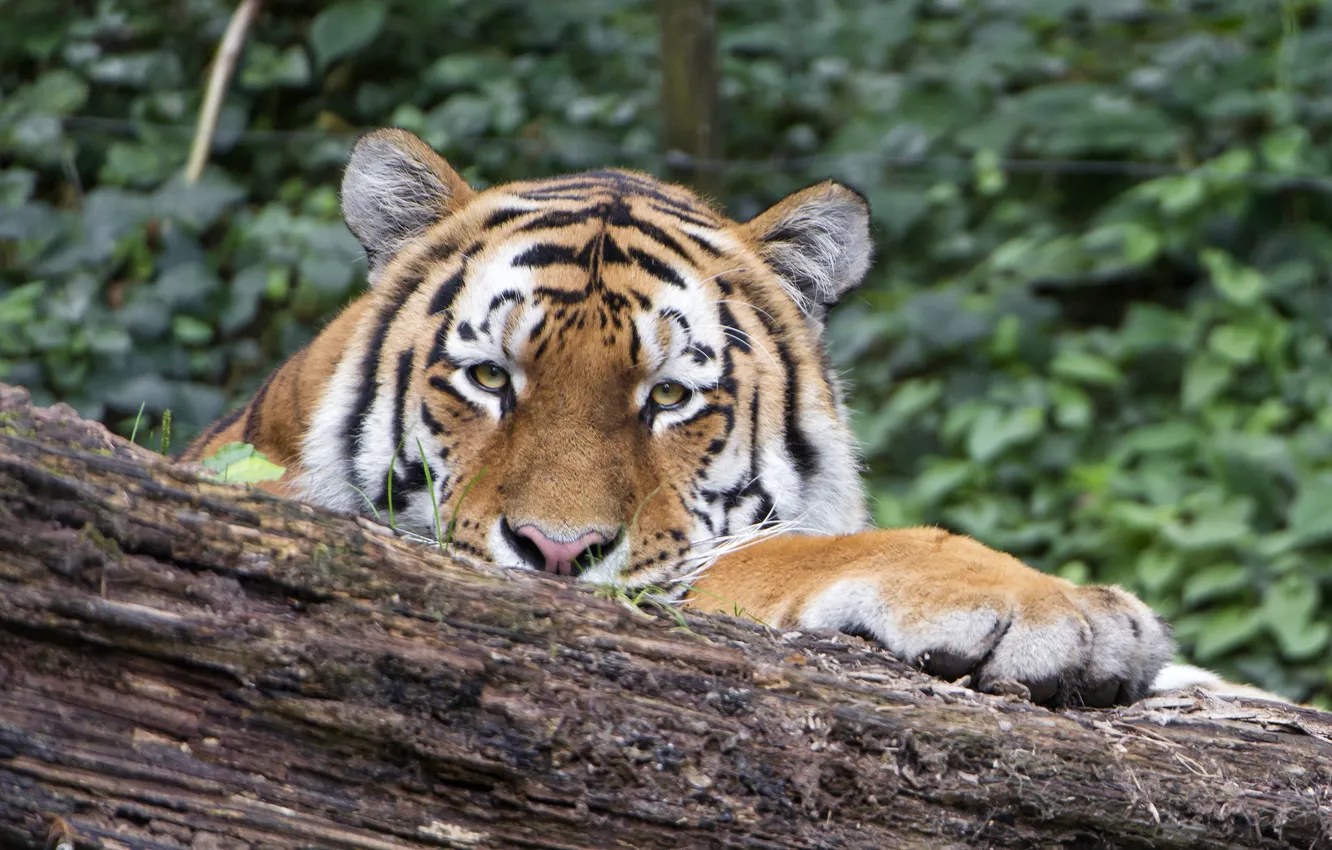 Photo wallpaper cat, nature, animal, stay, Tiger, wild