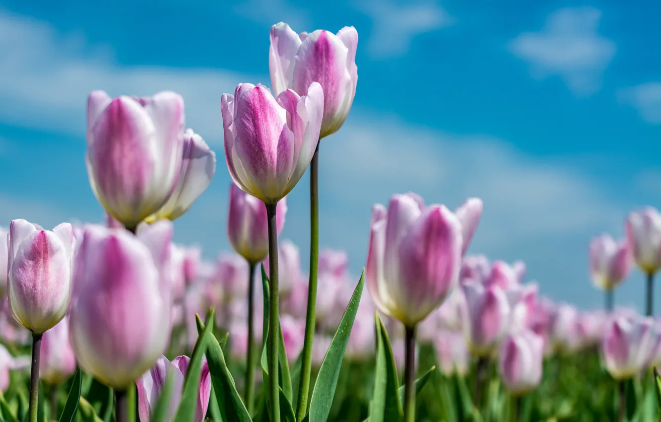 Photo wallpaper the sky, summer., Tulips pink