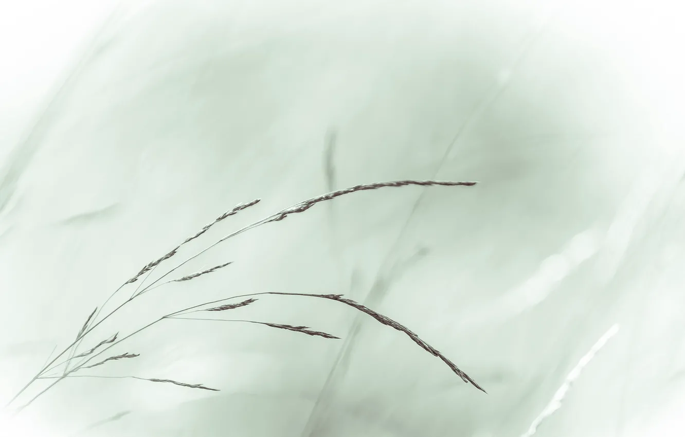 Photo wallpaper grass, nature, background